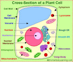 Plant And Animal Cell Organelle Answers Plant Cell Project Plant And Animal Cells Cells Project
