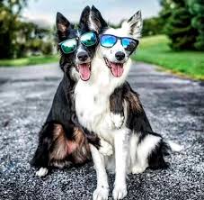 12 Border Collies For Anyone Who S Having A Bad Day Petpress In 2020 Border Collie Border Collie Husky Mix Dogs