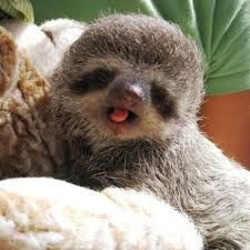 If You Ve Found Another Guy Who Satisfies You More Than Ah Do Run To Him Ah Ll Step Aside If You Think His Lips Can Cute Baby Sloths Baby Animals Baby