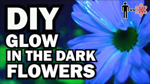 This is because just pulling a glued flowers will tear off many spines, areoles and even skin, creating an open wound. Diy Glow In The Dark Flowers Man Vs Science 6 Youtube