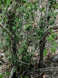 Image result for Marsdenia cynanchoides