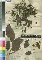 Image result for Julbernardia