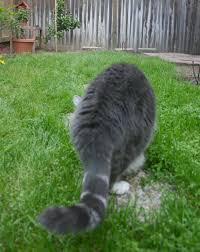 This fencing has some flex to it. The Ultimate In Cat Proof Fencing Fence Supply Online