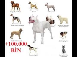 Dogo Argentino Dogs Youtube