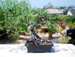 Chinese elm bonsai caring guidelines. How To Repot A Bonsai The Chinese Elm Mind Your Dirt