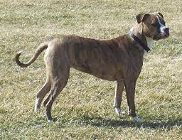 More images for brindle american bulldog images » American Bulldog Dog Breed Pictures 1