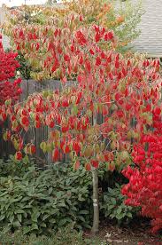 Boething treeland farms grows over 1,000 varieties of trees, shrubs, perennials and specialty plants on 10 california nurseries to serve the wholesale landscape and nursery industries throughout the western united states and beyond. Cornus Eddies White Wonder Landscape Plants Oregon State University