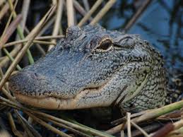 Schluck auf :) aber ich geb dir recht, man fühlt sich ein bisschen wie das keokodil von peter pan :d. Krokodile Benutzen Genau Wie Vogel Neuronale Karten Um Die Richtung Von Gerauschen Zu Orten Vet Magazin Com