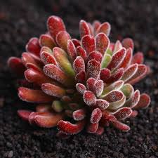 Image result for Grewia pubescens