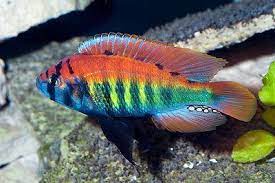 Haplochromis Nyererei Lake Victoria Cichlid 4cm Malawi Cichlid Aquarium Cichlids Tropical Freshwater Fish