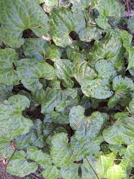 Check spelling or type a new query. The Evergreens Shade Plants