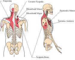 Each shoulder is held in place by a group of four muscles and tendons, called a rotator cuff, which covers and protects the humerus and lets you raise and move your arm. Guest Blog Importance Of Shoulder Scapular Muscle Strength Specifically In Baseball Players Capital Area Pt Wellness