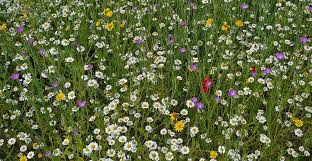 They have a tiny bit of pink in their petals. How To Grow A Lawn That S Better For Wildlife Natural History Museum