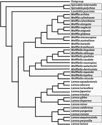 Image result for Wolffiella repanda