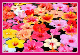 Parts of a gumamela flower. Gumamela Meaning Hibiscus Spiritual Meaning
