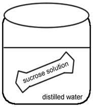 Vbl simulates natural environments with the way life responds to changing conditions. Investigation Osmosis And Water Potential