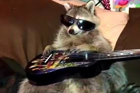 Raccoon Rock Star Animal Memes Funny Animals Cute Animals
