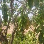 Image result for Isoberlinia doka