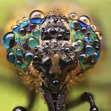 Macro (or macro) may refer to: Incredible Insect And Spider Faces Captured In Disarmingly Close Up Macro Photography