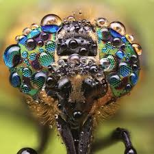 Find the best spider man hd wallpapers 1080p on getwallpapers. Incredible Insect And Spider Faces Captured In Disarmingly Close Up Macro Photography