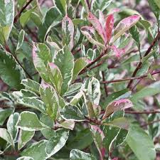 Colour schemes vary and there is likely to be a colour combination that pleases most gardeners. Photinia Cassini Pink Marble Hardy Evergreen Variegated Red Robin Shrub Garden Plants