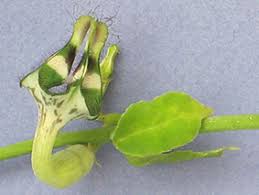 Image result for Ceropegia conrathii