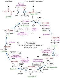 Biochemistry Basics Pogil Answer Key Kreb S Cycle Chemwiki Teaching Biology Biochemistry Notes Biological Chemistry