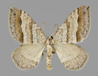 Image result for Mesotype parallelolineata