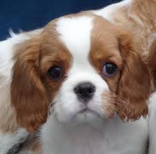 The cavalier king charles spaniel has been mixed with everything from the american eskimo to the chihuahua. Cavalier King Charles Spaniel Finding A Responsible Breeder Posts Facebook