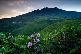 Check spelling or type a new query. Pesona Kebun Teh Kemuning Yang Tiada Duanya Solo Co Id