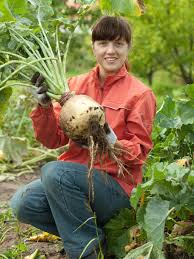 Be sure to keep the soil moist after sowing until sprouts appear. Growing Rutabaga Greens Diy