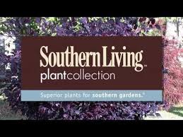 This tree was another shrub i found in a local garden center and saw the potential it had. Purple Diamond Compact Loropetalum A Purple Plant That Won T Grow Too Huge From Southern Living Youtube