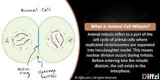 Sep 04, 2011 · plant and animal cells both undergo mitotic cell divisions. Animal Cell Mitosis Vs Plant Cell Mitosis What Is The Difference Diffzi