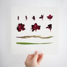 We did not find results for: Gladiolus Birth Flower Print August Birth Flower Sarah Blythe