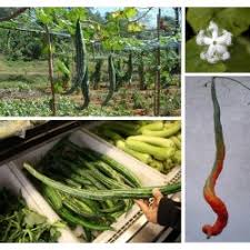 The snake gourds are grown in a 300 square metre polytunnel at 'adams apple' a weight (a rock) is tied to the end of the snake gourd to ensure that the fruit grows in a straight shape rather than 'wriggle' around as it would normally do. Snake Gourd Seeds Trichosanthes Cucumerina Cena 2 35