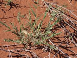 Image result for Schmidtia kalahariensis