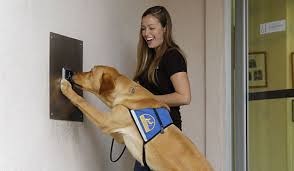 When choosing a dog trainer, as well as looking for someone with a qualification and a commitment to ongoing professional development, pick someone who is proud to say they use food to train. Faqs Canine Companions