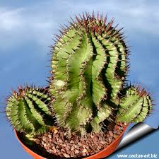 Image result for Euphorbia unicornis