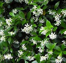 Though this flower is most commonly orange, newer varieties bloom in pale yellow, white or pink. Star Jasmine Trachelospermum Jasminoides Az Living