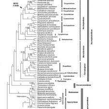 Image result for Neoschumannia