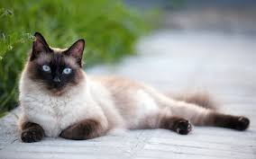 Indir Duvar Kagidi Siyam Evcil Hayvanlar Sokak Ev Kedisi Sevimli Hayvanlar Kediler Siyam Kedisi Cat Breeds Pet Insurance For Dogs Cat Breeds List