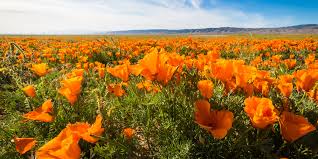 Learn about beautiful varieties of flowers in this photo gallery with each of the state flowers of the united states. When And Where To See California Wildflowers In 2021
