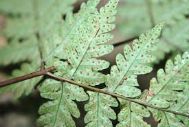 Image result for Tectariaceae