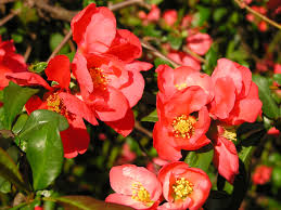 Image result for Chaenomeles japonica