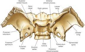 What does sphenoid bone mean? Axial Skeleton Skull Anatomy Bones Basic Anatomy And Physiology Dental Anatomy