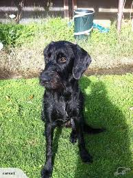 Euthanizing a physically healthy dog, one who is joyful and loving part of the time, is surely the hardest thing a dog lover has to face. German Wire Haired Pointer Gwp Black Female German Wirehaired Pointer German Shorthaired Pointer Dog Dog Runs