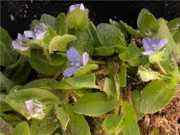 Image result for Bacopa hamiltoniana