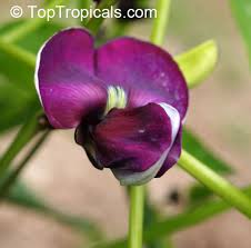 Image result for Psophocarpus grandiflorus