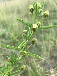 Image result for Lippia woodii