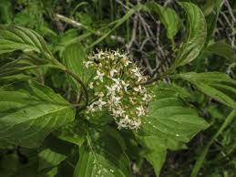 Image result for Sericorema sericea